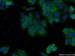 DNPEP Antibody in Immunocytochemistry (ICC/IF)