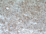 IFT27 Antibody in Immunohistochemistry (Paraffin) (IHC (P))