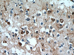 IFT27 Antibody in Immunohistochemistry (Paraffin) (IHC (P))