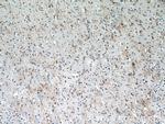IFT27 Antibody in Immunohistochemistry (Paraffin) (IHC (P))