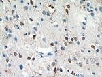 IFT27 Antibody in Immunohistochemistry (Paraffin) (IHC (P))
