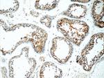IFT27 Antibody in Immunohistochemistry (Paraffin) (IHC (P))