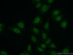 HNRNPR Antibody in Immunocytochemistry (ICC/IF)