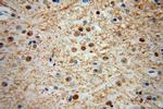 HNRNPR Antibody in Immunohistochemistry (Paraffin) (IHC (P))