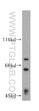 HNRNPR Antibody in Western Blot (WB)