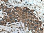 Cathepsin A Antibody in Immunohistochemistry (Paraffin) (IHC (P))