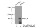 POLR3E Antibody in Immunoprecipitation (IP)