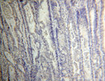 CPSF4 Antibody in Immunohistochemistry (Paraffin) (IHC (P))