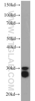 CPSF4 Antibody in Western Blot (WB)