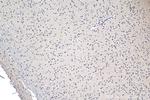 NUP85 Antibody in Immunohistochemistry (Paraffin) (IHC (P))