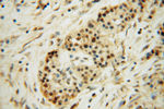 OSGEP Antibody in Immunohistochemistry (Paraffin) (IHC (P))