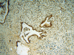 RING1 Antibody in Immunohistochemistry (Paraffin) (IHC (P))