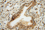 RING1 Antibody in Immunohistochemistry (Paraffin) (IHC (P))