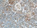 CMTM8 Antibody in Immunohistochemistry (Paraffin) (IHC (P))