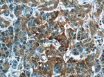 CMTM8 Antibody in Immunohistochemistry (Paraffin) (IHC (P))