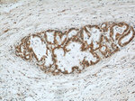 CMTM8 Antibody in Immunohistochemistry (Paraffin) (IHC (P))