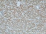 CMTM8 Antibody in Immunohistochemistry (Paraffin) (IHC (P))