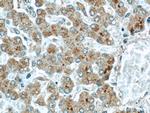 CMTM8 Antibody in Immunohistochemistry (Paraffin) (IHC (P))