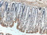 MRPL14 Antibody in Immunohistochemistry (Paraffin) (IHC (P))