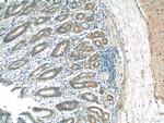AZI2/NAP1 Antibody in Immunohistochemistry (Paraffin) (IHC (P))