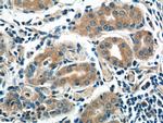 AZI2/NAP1 Antibody in Immunohistochemistry (Paraffin) (IHC (P))