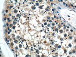AZI2/NAP1 Antibody in Immunohistochemistry (Paraffin) (IHC (P))