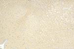 GPM6A Antibody in Immunohistochemistry (Paraffin) (IHC (P))