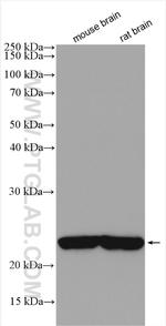 RTN1 (Isoform RTN1-C) Antibody in Western Blot (WB)
