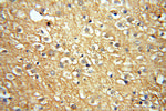 RTN1 (Isoform RTN1-C) Antibody in Immunohistochemistry (Paraffin) (IHC (P))