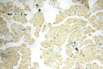 RTN1 (Isoform RTN1-C) Antibody in Immunohistochemistry (Paraffin) (IHC (P))
