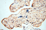 RTN1 (Isoform RTN1-C) Antibody in Immunohistochemistry (Paraffin) (IHC (P))
