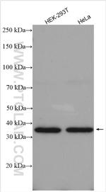 NAGK Antibody in Western Blot (WB)
