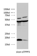 TPPP3 Antibody in Western Blot (WB)