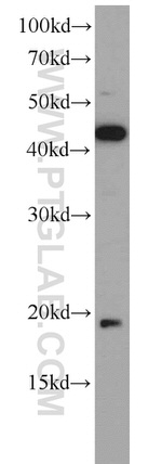 TPPP3 Antibody in Western Blot (WB)