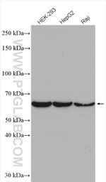 Nucleostemin Antibody in Western Blot (WB)