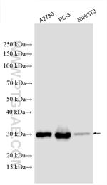 EXOSC3 Antibody in Western Blot (WB)