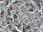 GSTT2 Antibody in Immunohistochemistry (Paraffin) (IHC (P))
