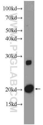 NDUFA8 Antibody in Western Blot (WB)