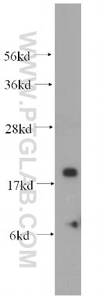 NDUFA8 Antibody in Western Blot (WB)