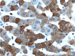 PCBP2 Antibody in Immunohistochemistry (Paraffin) (IHC (P))
