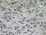 TOMM7 Antibody in Immunohistochemistry (Paraffin) (IHC (P))