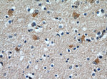 TOMM7 Antibody in Immunohistochemistry (Paraffin) (IHC (P))