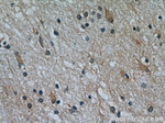 TOMM7 Antibody in Immunohistochemistry (Paraffin) (IHC (P))