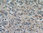 TOMM7 Antibody in Immunohistochemistry (Paraffin) (IHC (P))
