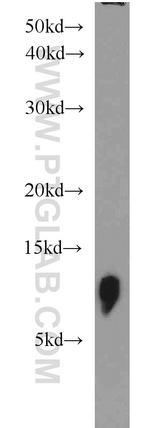 TOMM7 Antibody in Western Blot (WB)