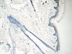 C7orf49 Antibody in Immunohistochemistry (Paraffin) (IHC (P))