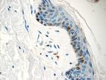 C7orf49 Antibody in Immunohistochemistry (Paraffin) (IHC (P))