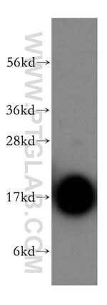 PFDN5 Antibody in Western Blot (WB)
