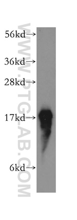 PFDN5 Antibody in Western Blot (WB)
