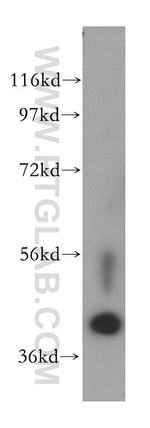 POLDIP2 Antibody in Western Blot (WB)